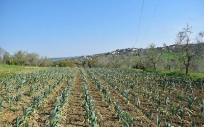 Influenza del metodo di conservazione sul profilo nutrizionale dell’Aglione (Allium ampeloprasum L.) coltivato in Valdichiana, una zona di coltivazione tradizionale della Toscana, Italia
