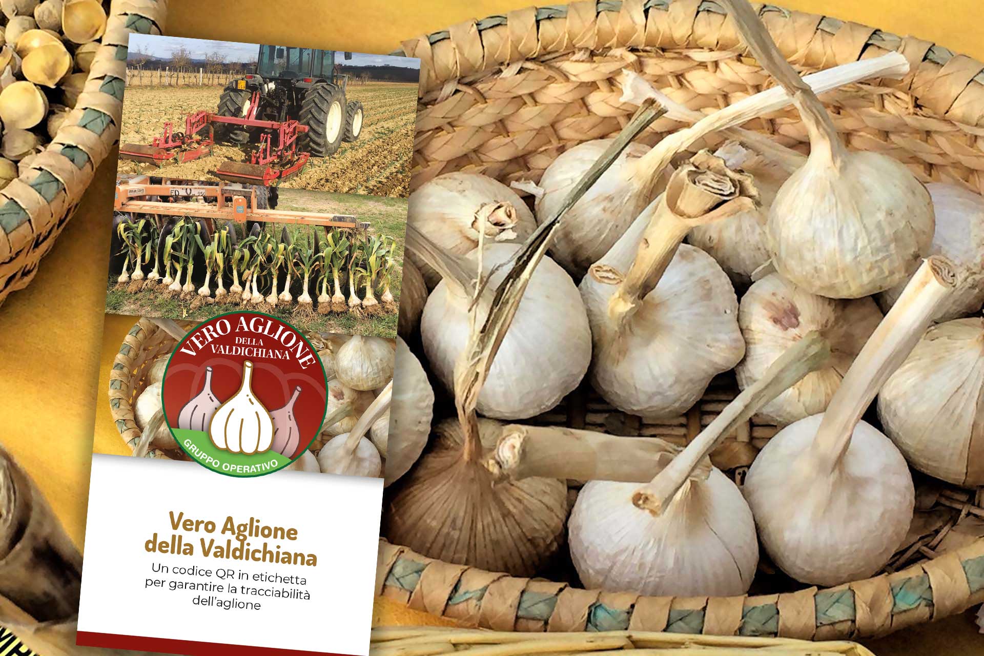 aglione-vav_brochure_aglione-cesto_slider